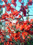 木瓜