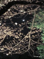 090330_六義園の桜