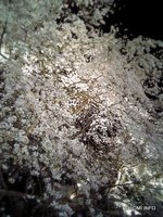 090330_六義園の枝垂れ桜